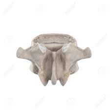 Throughout the vertebral column, the spinal cord travels through the vertebral canal (made up by the foramina of all vertebrae). L1 Lumbar Vertebra Isolated On White Posterior View Stock Photo Picture And Royalty Free Image Image 129968290