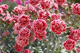 Pin On Garden