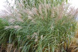 Image result for Miscanthus sinensis