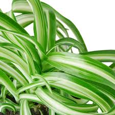 Image result for Chlorophytum lancifolium