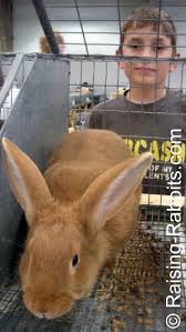 Weighting between 8 and 11 lbs. New Zealand Red Rabbits Info History Description