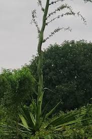 Image result for Furcraea