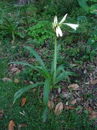 Image result for Crinum buphanoides