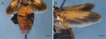 Image result for Terminalia trichopoda