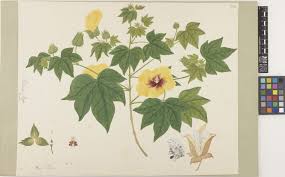 Image result for Gossypium