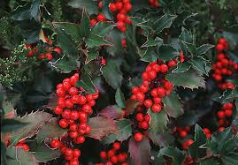The sweetheart bush will produce medium to large sweet blueberries. Blue Princess Prince Holly 3 Gallon Container Grimm S Gardens