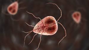 Image result for Gastrodia rwandensis