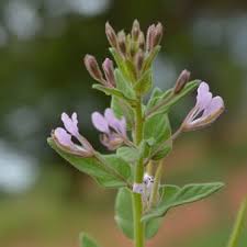 Image result for Cleome monophylla