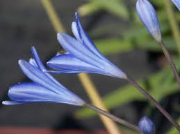 Bloom Of Agapanthus Peter Pan With Images Agapanthus Planting Flowers Plants