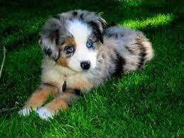 Miniature Australian Shepherd Dog Puppy Cute Animals Shepherd Puppies Puppies