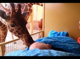Girafa beija e se despede do cuidador, com câncer terminal | Só Notícia Boa