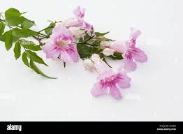 Image result for Podranea