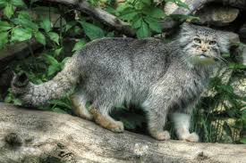 Biologists consider six species to be big cats: Wild Cats List With Pictures Facts A Guide To All Wild Cats Species