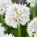 Graceful Beauty Allium | American Meadows