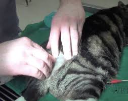 Learn about the symptoms and how to treat feline urinary problems and infections. Vetgirl Feline Urethral Obstruction