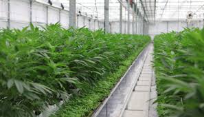 19:00 edt hexo stock quote delayed 30 minutes. Hexo Stock Nyse Hexo Is It A Buy Now Mj Global Report