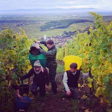 Vendanges A La Hotte Acero Vino