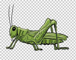 Cartoon insect bug icon vector clip artby notkoo200813/3,417. Grasshopper Stock Illustration Drawing Illustration Png Clipart Amphibian Arthropod Cartoon Cricket Cricket Like Insect Free Png
