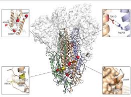 Mrna aşısında, virüse ait proteinleri ürettirecek olan mrna, kasa enjekte edilir ve kendi hücrelerimiz daha sonra onu okur ve viral proteini sentezler. Mrna Nedir Asilarda Mrna Nasil Kullanilir Evrim Agaci