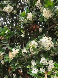 Image result for Murraya paniculata