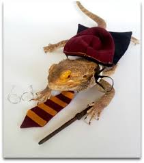 art i'm working on a game, so naturally one of my main characters is a bearded dragon! Yes You Can Dress Up Your Bearded Dragon With Getstuft The Pet Blog Lady Celebrating Our Pets