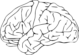 Brain 03 Free Vector In Open Office Drawing Svg Svg Vector Illustration Graphic Art Design Format Format For Free Download 74 51kb