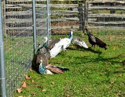 Check spelling or type a new query. My Growing Muster Of Peacocks The Martha Stewart Blog
