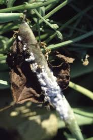 Check spelling or type a new query. White Mold Sclerotinia