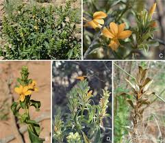 Voici les avis habitat et jardin rédigés par les internautes. A Taxonomic Revision Of Acanthaceae Tribe Barlerieae In Angola And Namibia Part 1 Springerlink