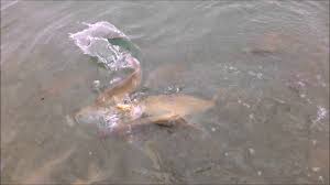 Feeding Fish At Playa Grande In Puerto Del Carmen Lanzarote Canary Islands Spain