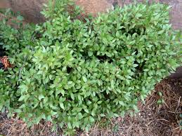 Image result for Pterocelastrus