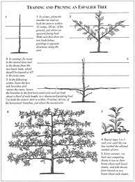 The full mature espalier fruit tree does not occur until three seasons of growth and regular pruning. Anglesea Abbey And Espalier Fruit Trees Espalier Fruit Trees Garden Trees