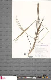 Image result for Isachne kiyalaensis