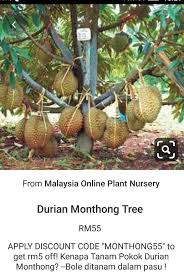 Memberikan bibit durian yang unggul di jamin keaslianya dan kami akan pandu anda dalam perawatan dan pemupukan durian. Pin By Vijaya Kumari On Roof Gardening Roof Garden Straw Bag Bags