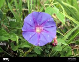 Image result for Ipomoea verbascoidea