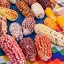 INDAP entrega más de $23 mil millones a agricultores indígenas