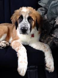 We did not find results for: Great Pyrenees St Bernard Australian Shepherd Mix Petfinder