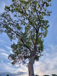 Image result for Marquesia macroura