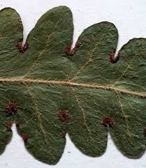 Image result for Blotiella