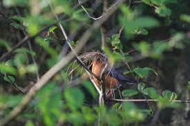 Nesting Season Overview Chart Backyard Bird Shop Backyard Birds Bird Backyard
