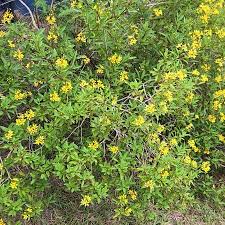 Image result for Tricalysia pallens