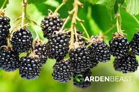How To Grow Blackberries Tips For Planting Growing Complete Guide Growing Blackberries Blackberry Varieties Blackberry Plants