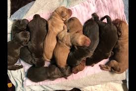 The parents are both akc registered purebred labrador retrievers and the puppies will come with akc registration papers. Vancouver Island Family Overwhelmed With 14 Lab Puppies Saanich News