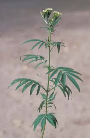 Image result for Tagetes minuta