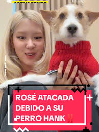 Rose Black Pink Adapting Hank