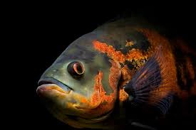 The tiger oscar is a carnivore that is a predaceous and hearty eater. Night Of The Oscars Practical Fishkeeping