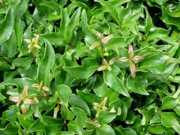 Pin On Plant Id Shrubs 2