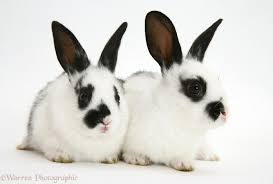 28.09.2019 · a black and white lionhead mixed breed rabbit with blue eyes stock photo picture and royalty free image image 140737146. Black And White Rabbits Photo Wp24719