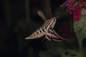 Image result for Vernonia centaureoides