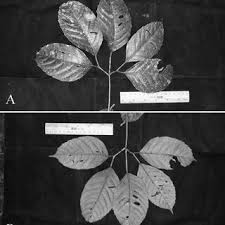 Image result for Cyphostemma omburense